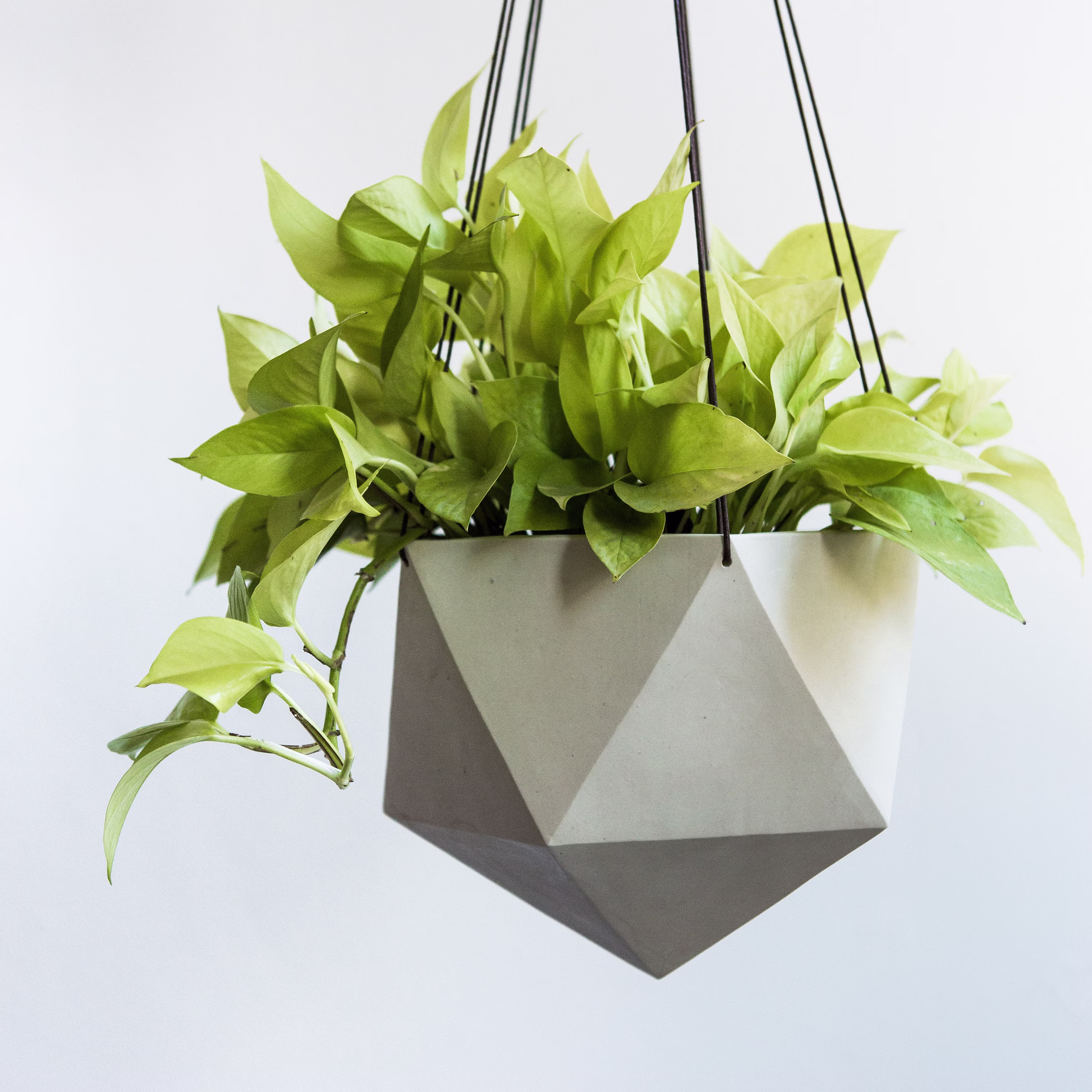 xl Hanging Planter