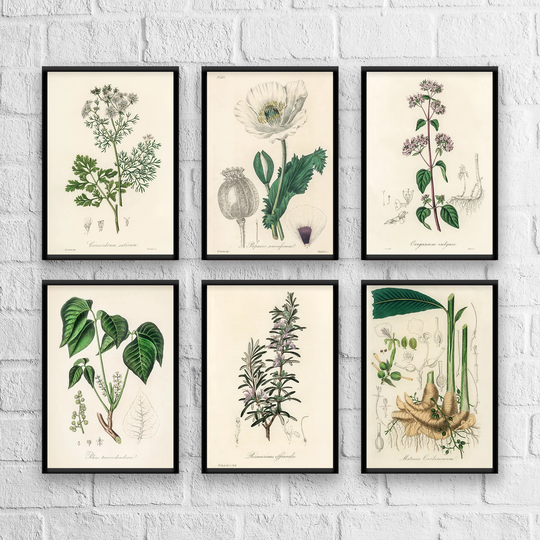 Antique Herbs Print Set No. 3, Herb Prints, Botanical Art, Set, Kitchen Giclee Christmas Gift