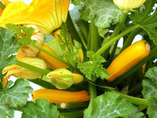 Squash Seeds Orange Miracle