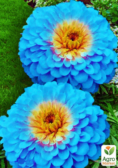 Organic Flower Seeds Zinnia "Haageana