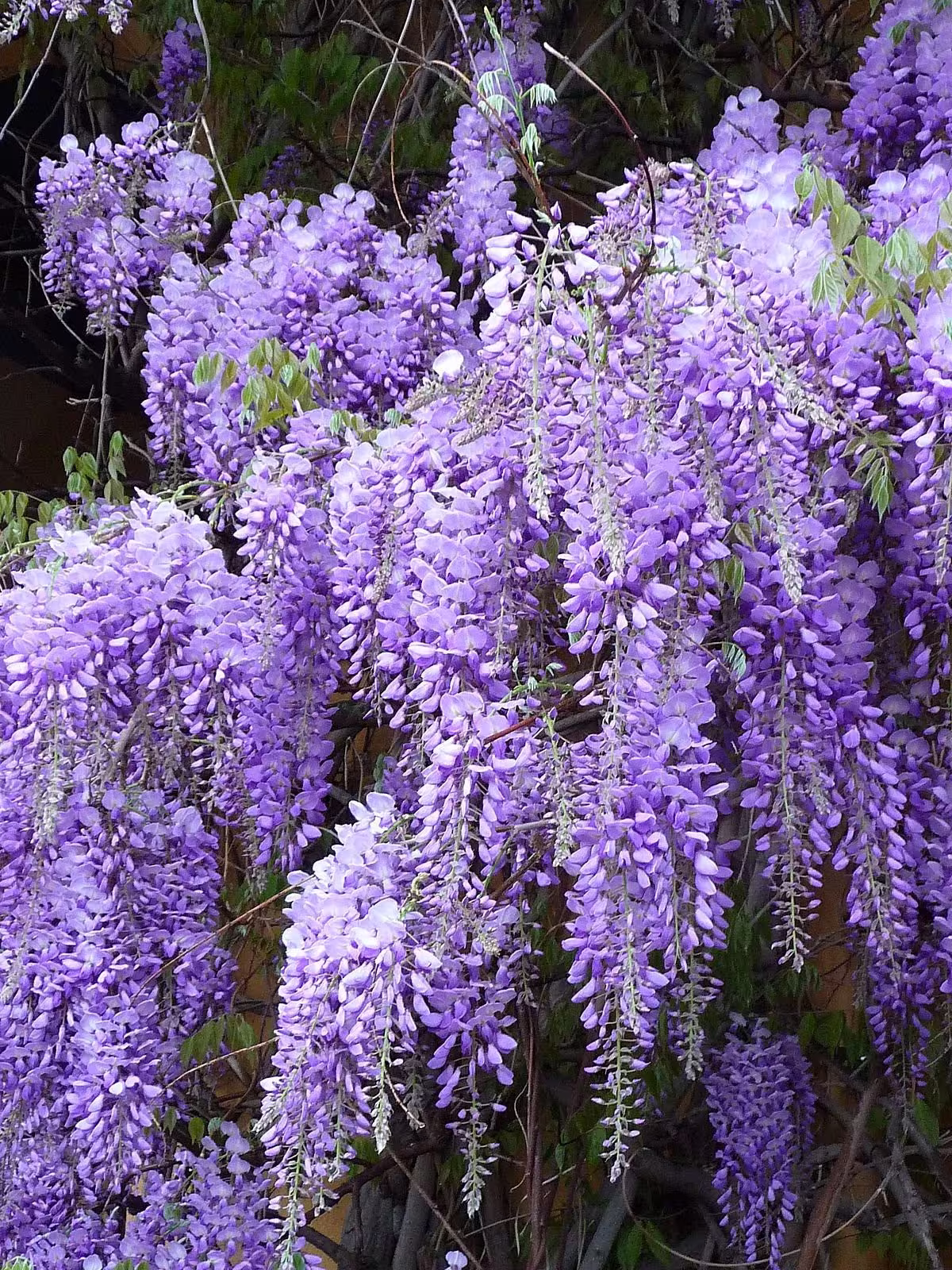 6 X Chinese Wisteria Seeds | Wisteria Sinensis - Flowering Tree Or Bonsai