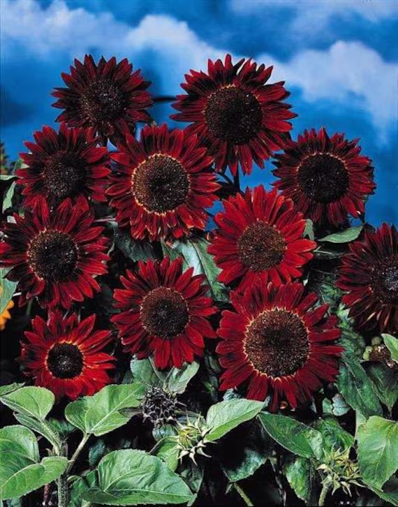 Ornamental Sunflower Red Sun 10 Seeds