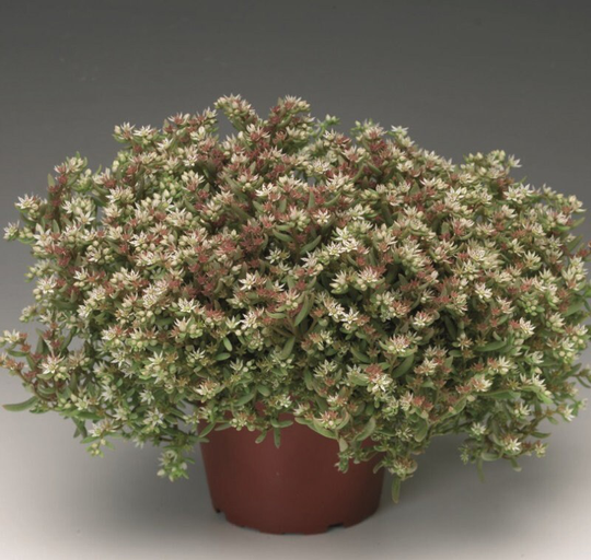 Sedum Silver Frost X 25 Seeds, , Hardy Perennial, Fairy Flower Seeds