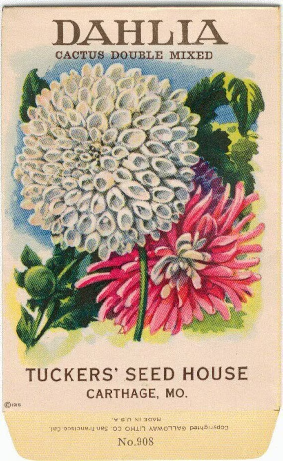 Flower Seed Packet "Dahlia" 1918 "No Seeds