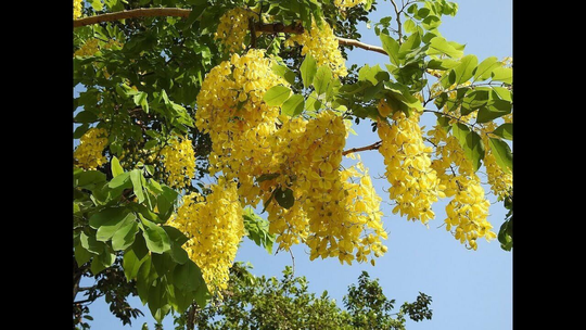 10 X Golden Rain Tree Seeds - Koelreuteria Paniculata
