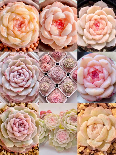 10 Seeds Echeveria Monroe Hybrid Sp