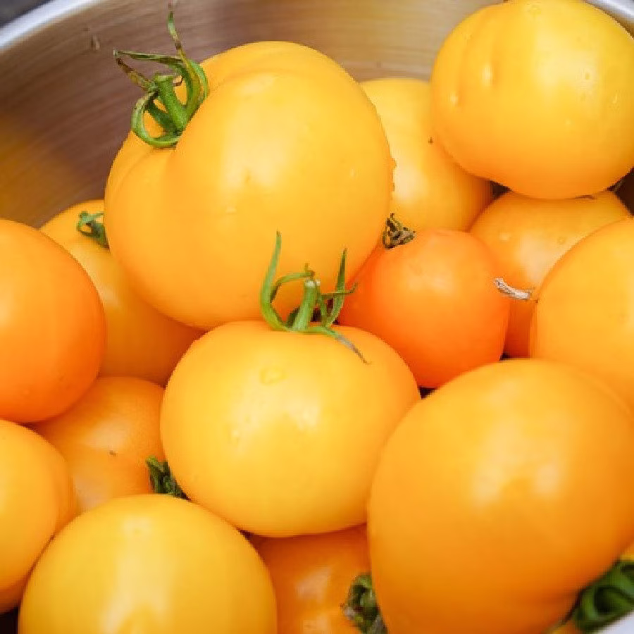 Vegetable - Tomato Jubilee 20 Premium Quality Seeds
