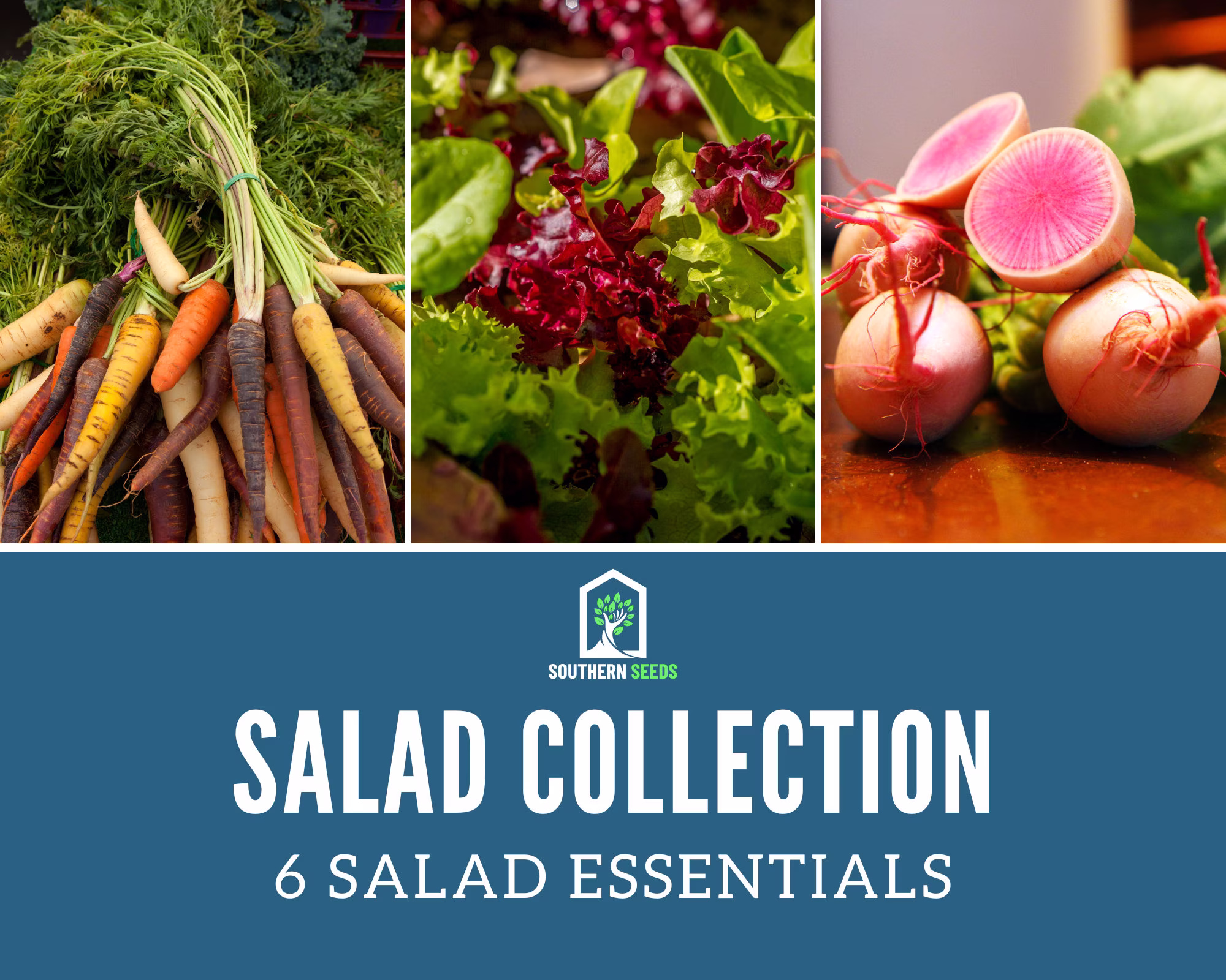 Salad Seed Collection - 6 Amazing Varieties Grow Your Own
