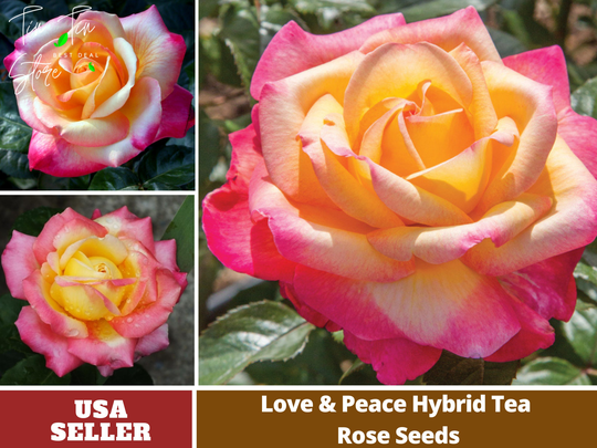 30 Rare Seed-Love & Peace Rose Seeds - Perennial -Authentic Seeds-Flowers -Organic. Non Gmo -Vegetable Seeds-Mix For Plant-B3G1 #1093