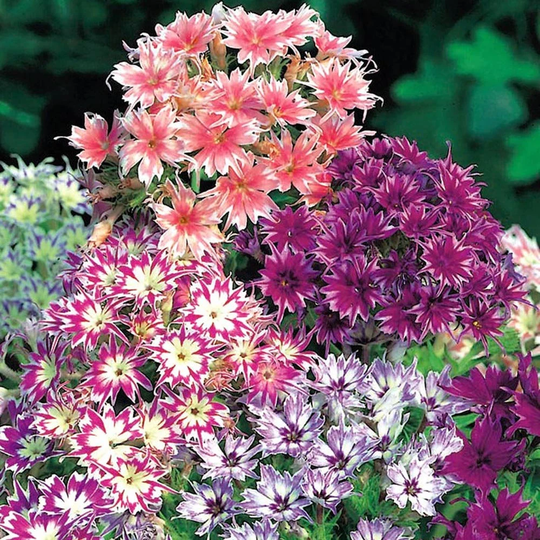 Phlox Twinkle Dwarf Star Mixed Flower Seeds - 200 Organic