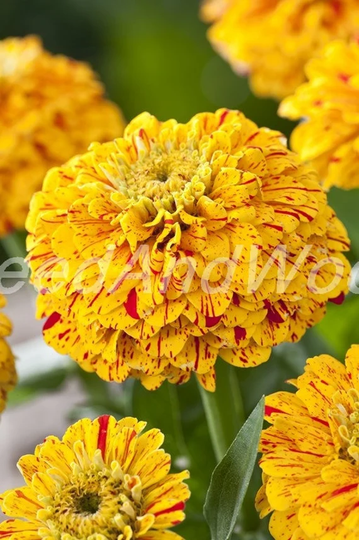 Zinnia Seeds Kan-Kan Rare Organic 0, 4 G - #400