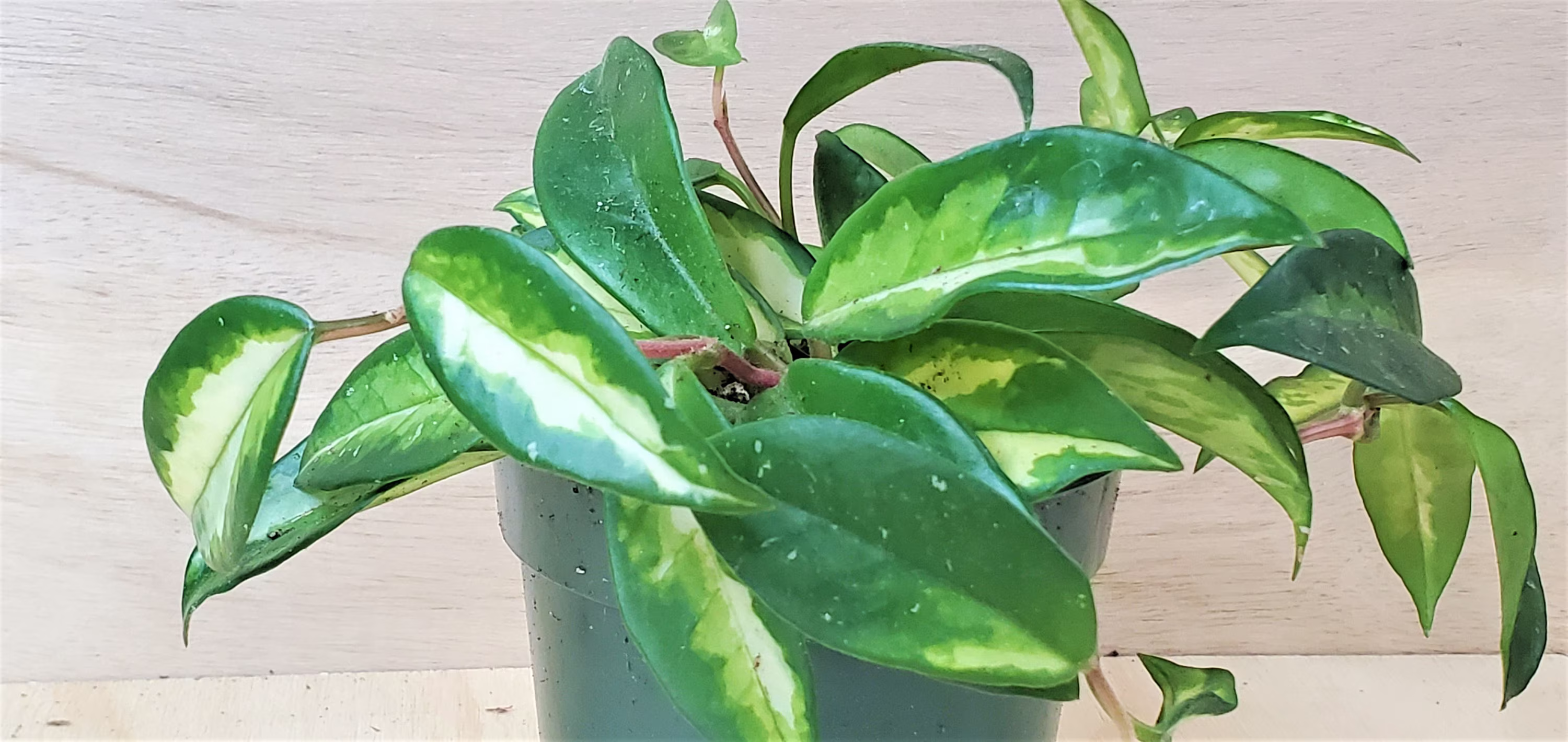Hoya Krimson Princess, Carnosa "Krimson Princess' Live Plan-In 3" Or 4