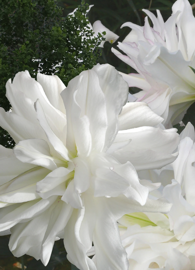 Lilium Lotus Pure 20 Seeds