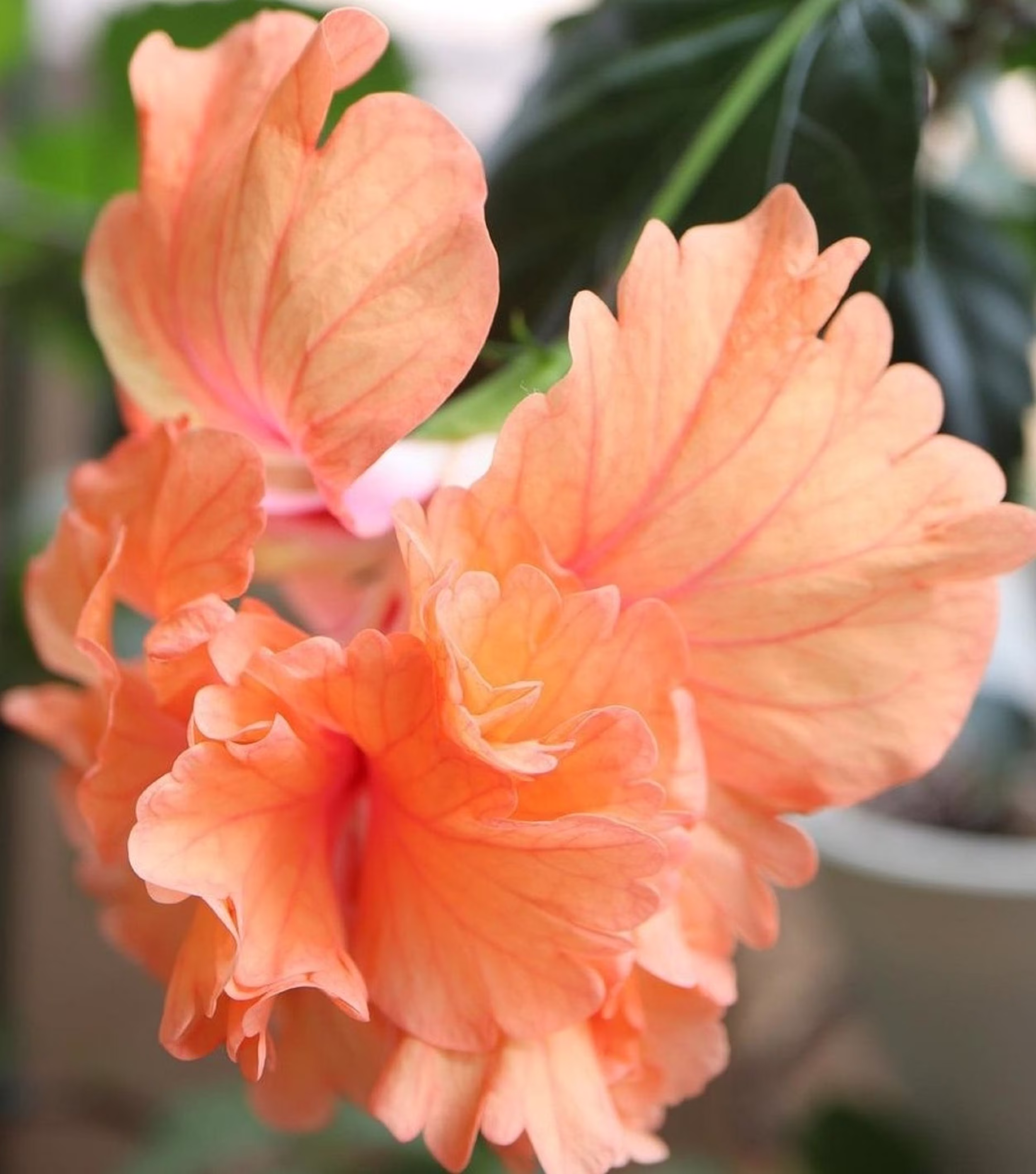Hibiscus Hybrid
