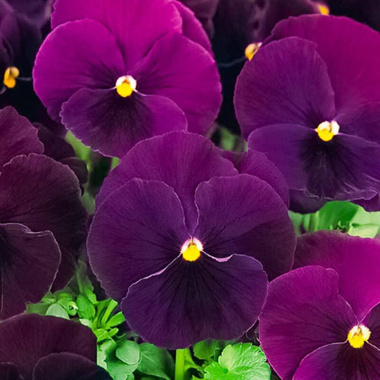Pansy Viola Swiss Giant Purple Seeds Biennial Flowering Non Gmo For Planting | 204771