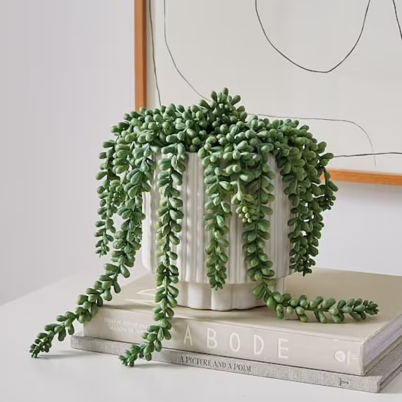 Sedum Donkey's Tail, Burro's Tail For Hanging Basket, Cascading Plant, Easy To Root & Grow Perennial Succulent