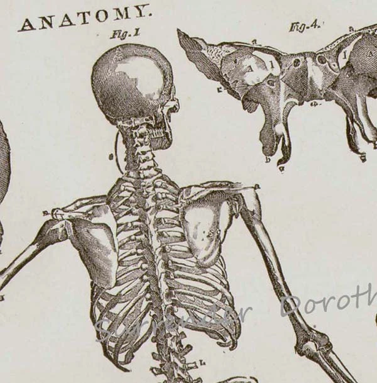 Human Anatomy Skeletal System Posterior View With Skulls 1892 Victorian Skeleton Antique Medical Chart