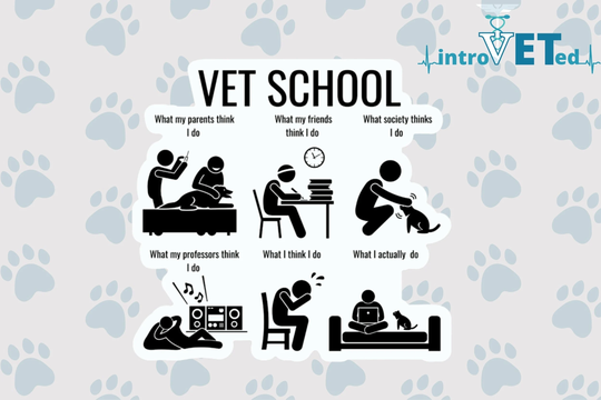 Vet School, Veterinarian Sticker, Dvm Veterinary Meme, Vet in Progress, Loading, Funny Med Sticker
