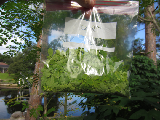 Fresh Moringa Leaves Organic 1 Oz Picked & Shipped Same Day From Sw Florida