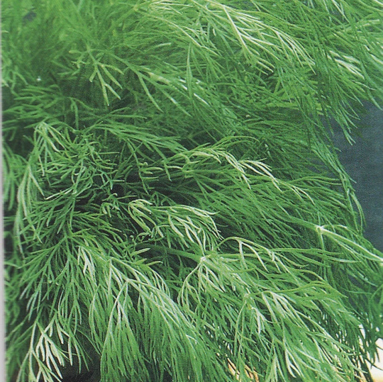 Dill Seeds Lesnogorodsky 20G