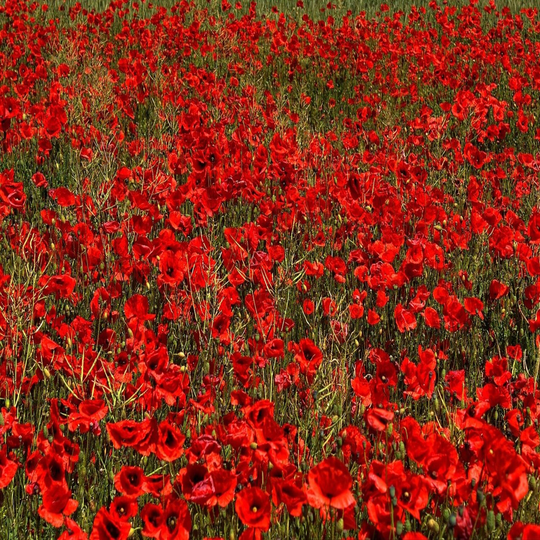 Organic Red Poppy 5000 Seeds - Papaver Rhoeas Corn Field Wild Flower
