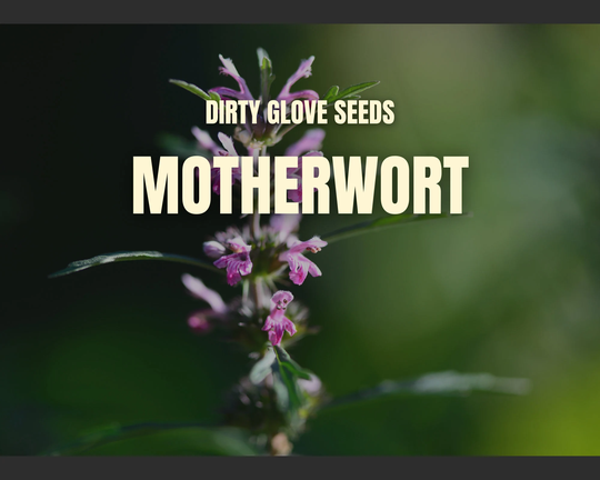 Motherwort 50+ Seeds Heirloom Medicinal & Culinary Herb