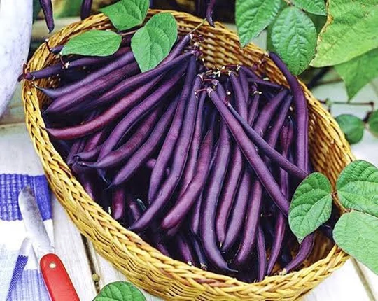 Asia Vegetable Seed 10 Purple Bush Bean Royal Burgundy , Common Bean