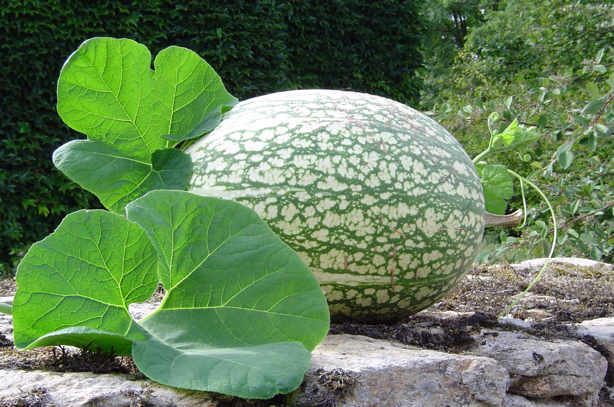 Shark Fin Melon Seeds - Malabar Gourd Figleaf Chinese Kumra, Kodu, Squash | UK Seller