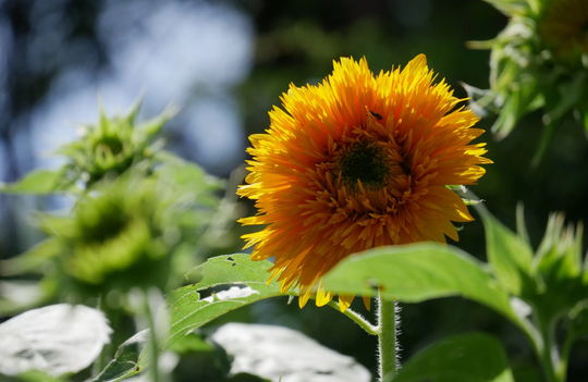 Sunflower Double Delight F1 Flora Plant Flower 7+ Seeds Annual | Beautiful Pollen Free Blooms With Chrysanthemum Type Flowers