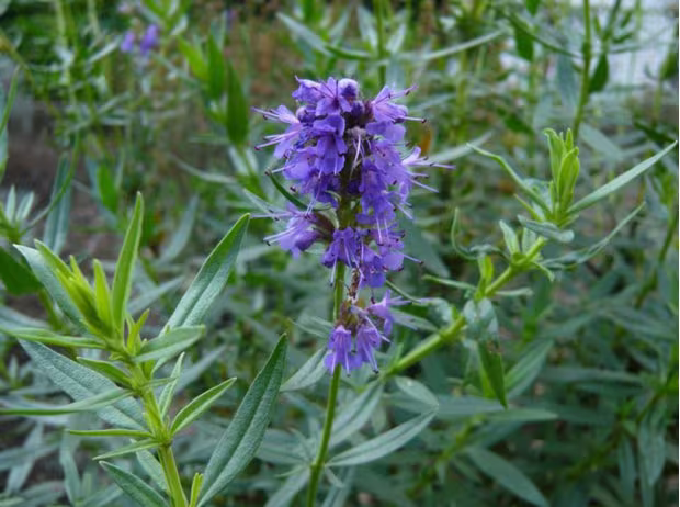 10 Hyssop Seeds F4055
