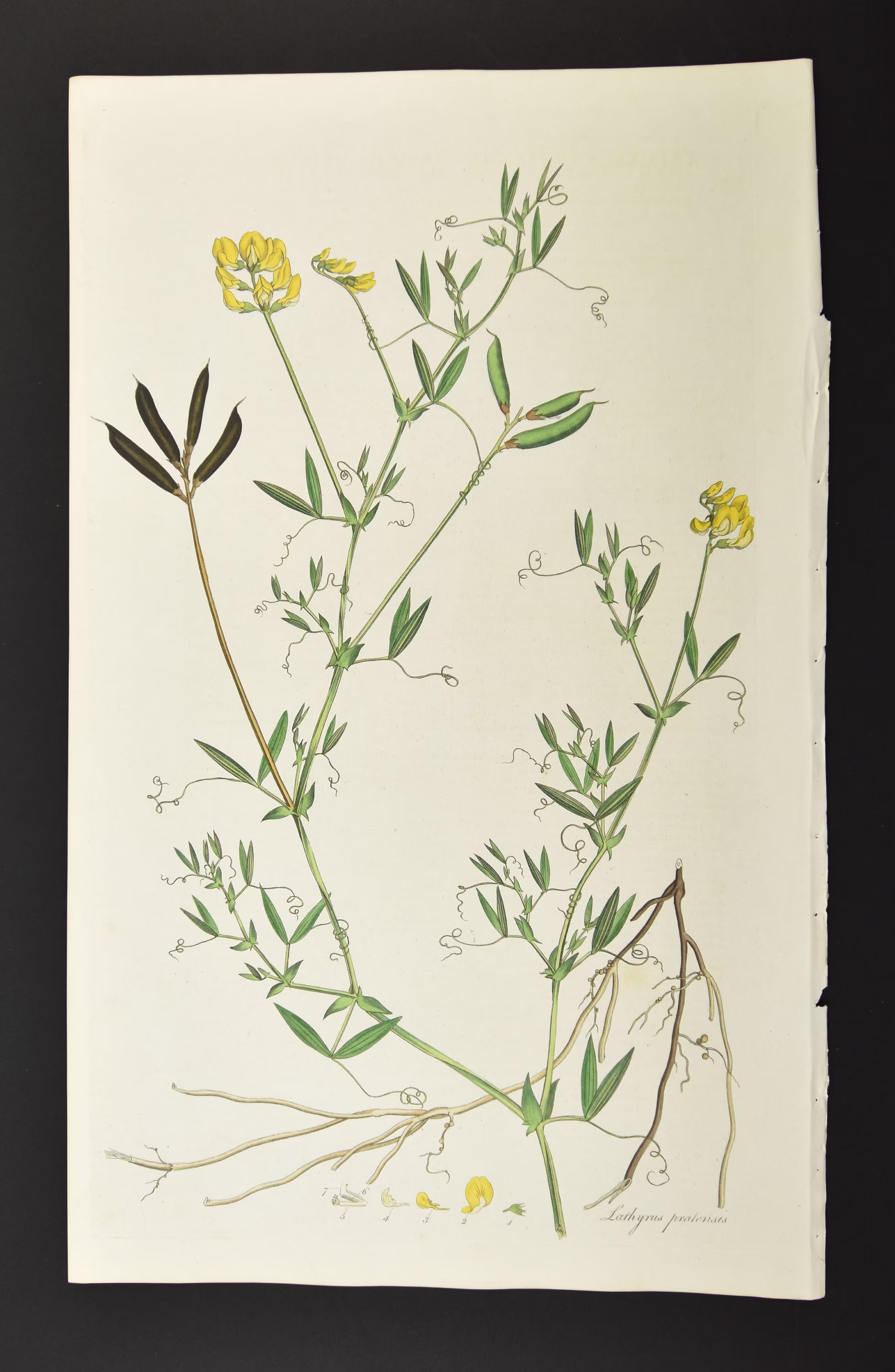 Original 1817 Curtis Botanical Engraving Flora Londinensis Meadow Vetchling
