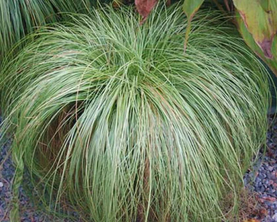 Carex Species Varieties Buchananii Comans Pendula Ornamental Grass 20 30 60 Seed Hardy Great Prairie Style Woodland Marginal Gardens Ukfreep