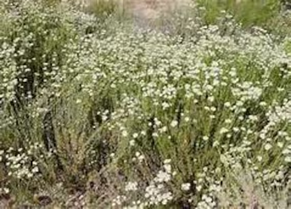 2 Eriogonum Fasciculatum -California Buckwheat Plants One Gallon Size