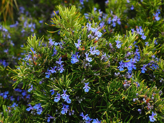 Rosemary "Rosmarinus Officinalis
