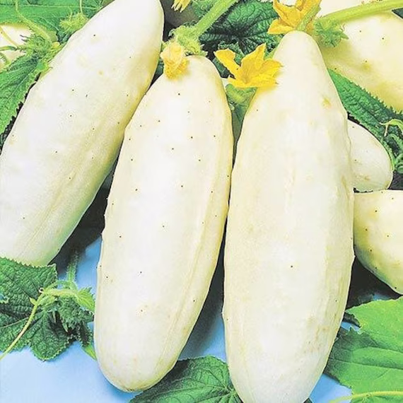 Cucumber Seeds White Delicatess
