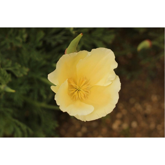 California Poppy Alba Seeds Annual Flowering Non Gmo For Planting | 201462
