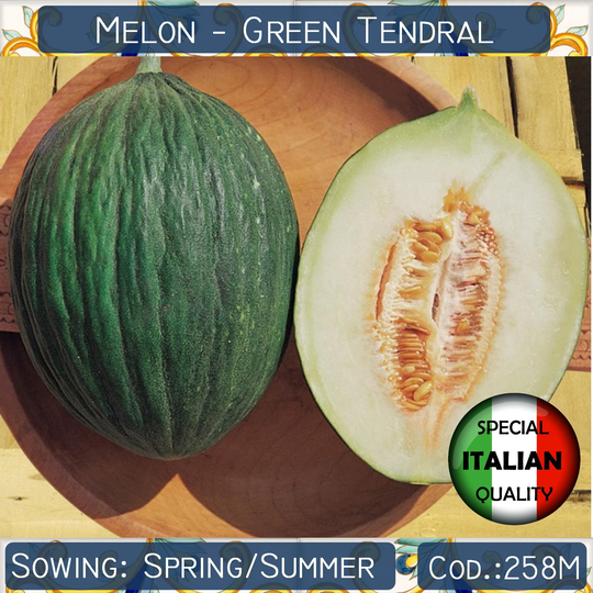 10 Melon Green Tendral Seeds, Italian Neapolitan Non Gmo #258