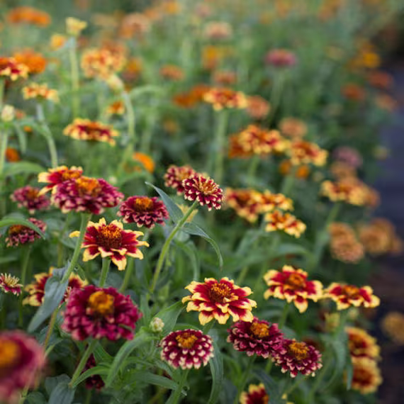 Usa Seller Whirligig Mix Zinnia 25 Seeds Heirloom Sanvitalia Procumbens