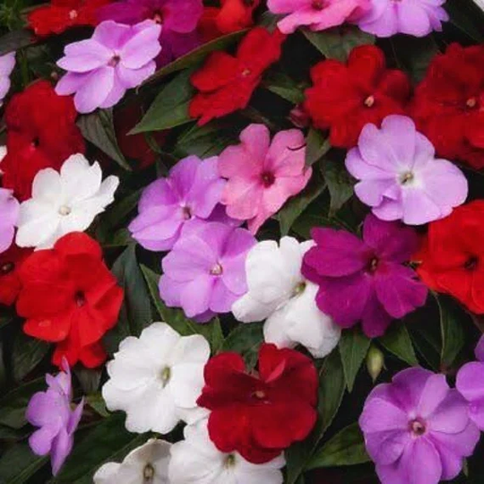 Impatiens Safari Mixed F2 18-20 Seeds Perennial | Brilliant Colours For Shady Spots Rare