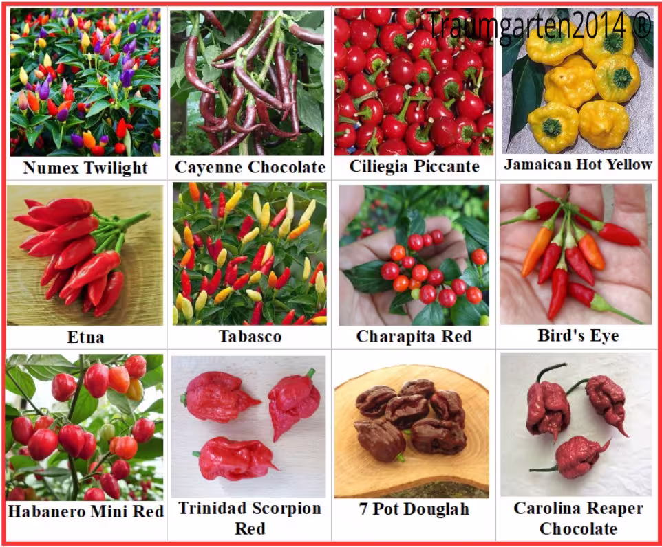 Hot Pepper 12 Varieties , Seeds Heirloom, Open Pollinated, Non-Gmo