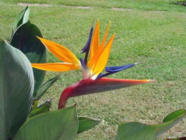strelitzia Reginae | Bird Of Paradise Crane Flower 5 Seeds