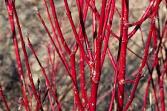 20 X Red Dogwood | Cornus Alba Seeds