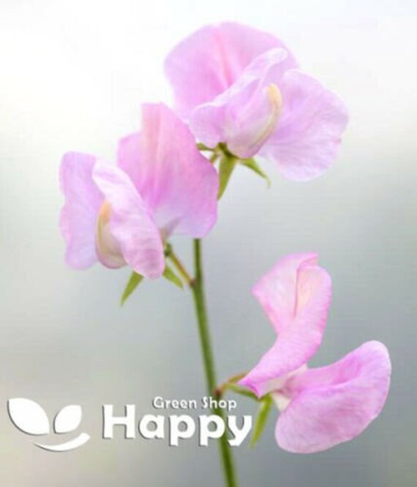 Sweet Pea - Neille Viner 15 Seeds Lathyrus Odoratus Pale Rose Pink