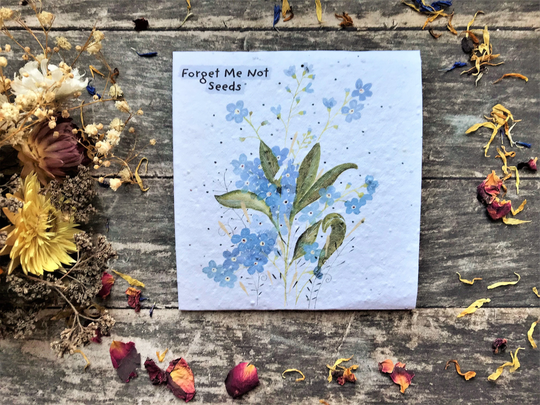 Pack Of Forget Me Not Seeds, Illustrated Nature Inspired Gifts, Grow Your Own Flowers Gift , Birthday Gift , Mother's Day