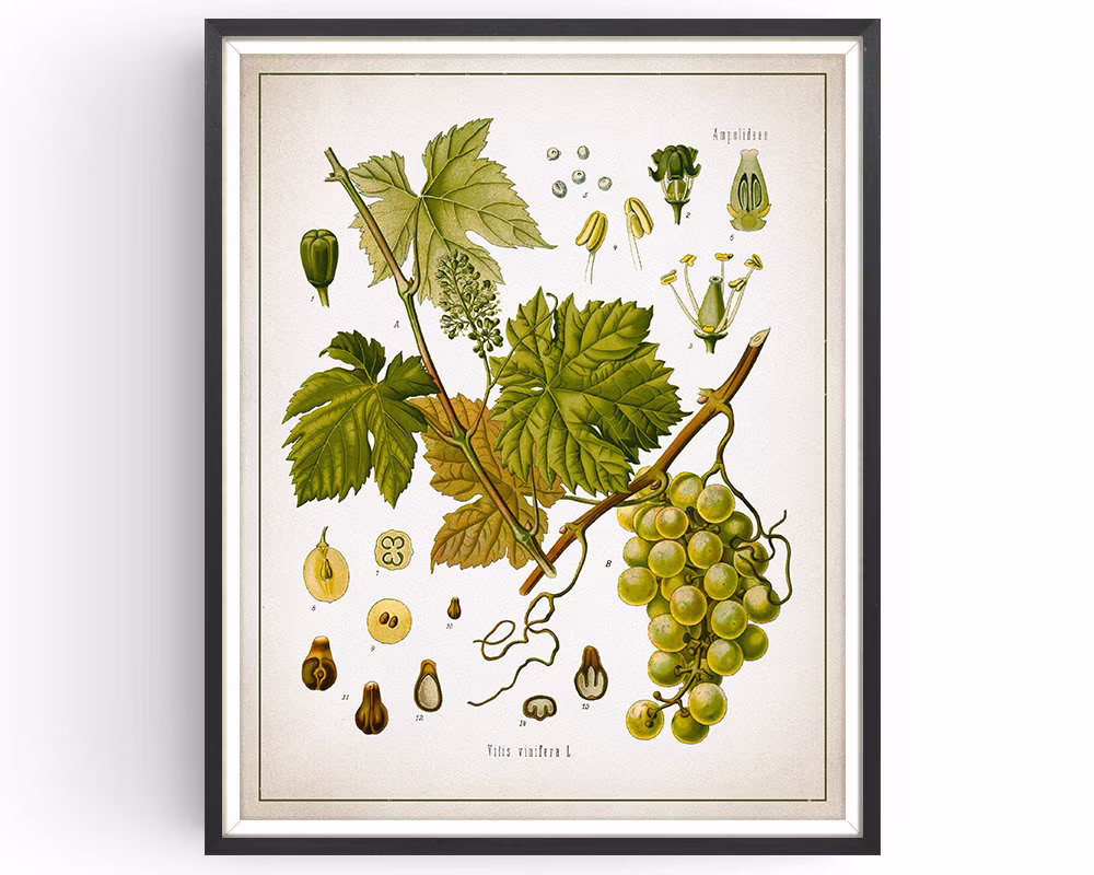 Grapevine - Botanical Print Vintage Vineyard Art Grape Medicinal Plant Wine Decor Kitchen Unframed