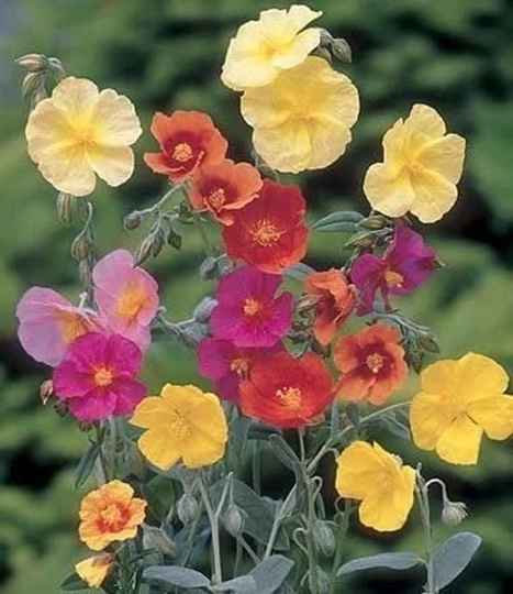 Rock Rose Mix Colors 20 Seeds, Non Gmo