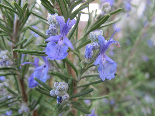 Rosemary Plant Flower Flora 50+ Seeds | An Attractive Evergreen Shrub Strong Aromatics Needle Like Leaves & Clusters Of Pale Blue Flowers