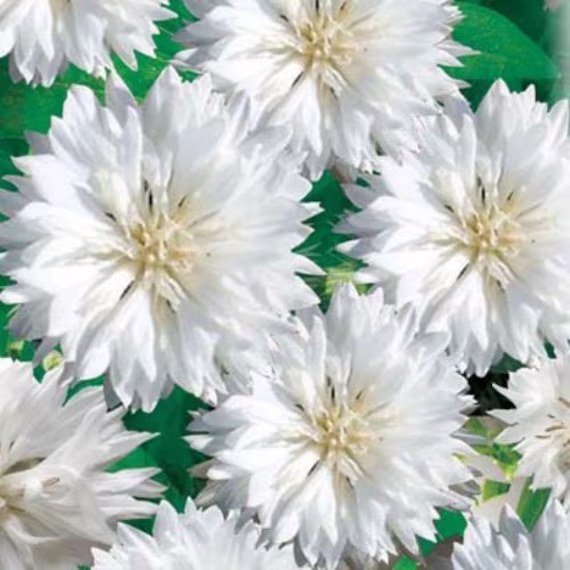 Flower Seeds Corn White Ball