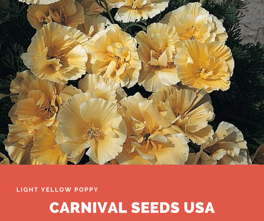 Light Yellow Poppy - 30 Seeds Flower