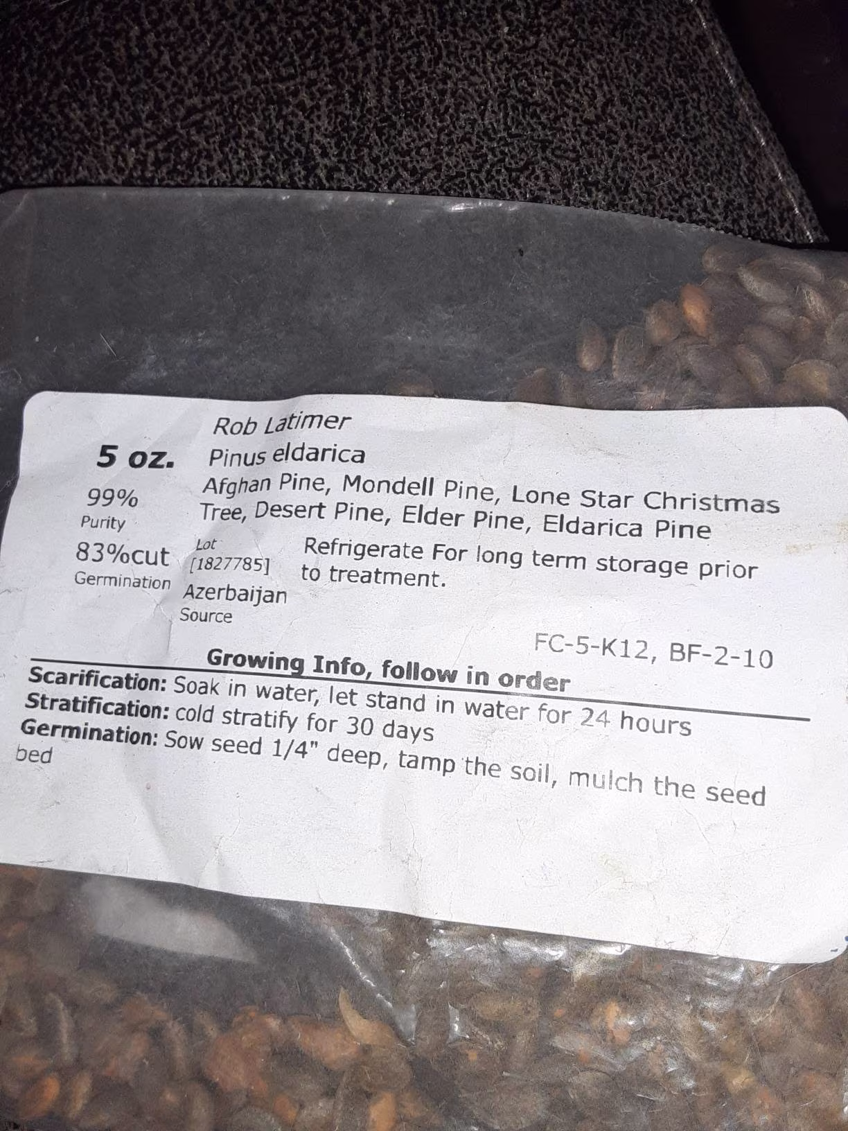 Mondell Pine Tree Seeds | Pinus Eldarica